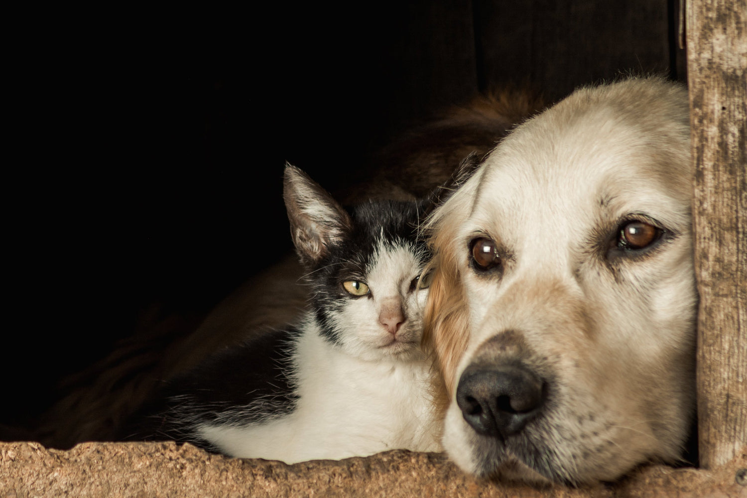 Kunik tra cane e gatto